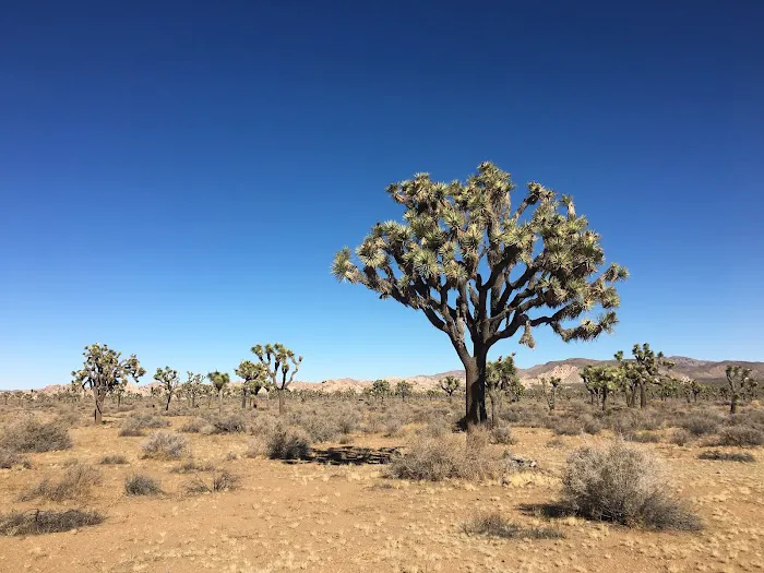 Juniper Flats Backcountry Picture 9