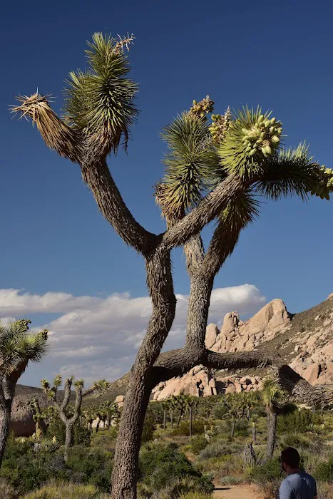 Ryan Campground Picture 10