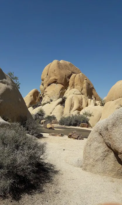 Jumbo Rocks Campground Picture 4