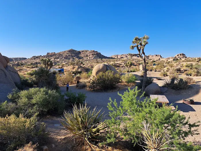 Jumbo Rocks Campground Picture 2