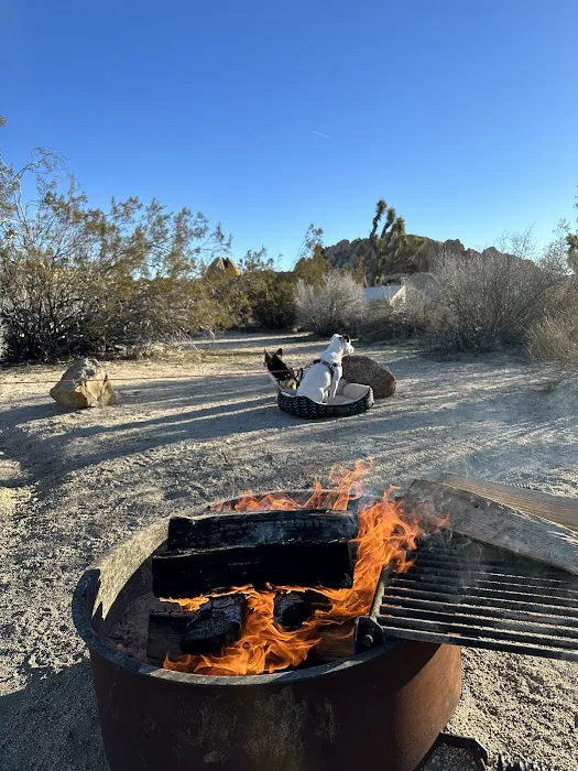 Jumbo Rocks Campground Picture 7