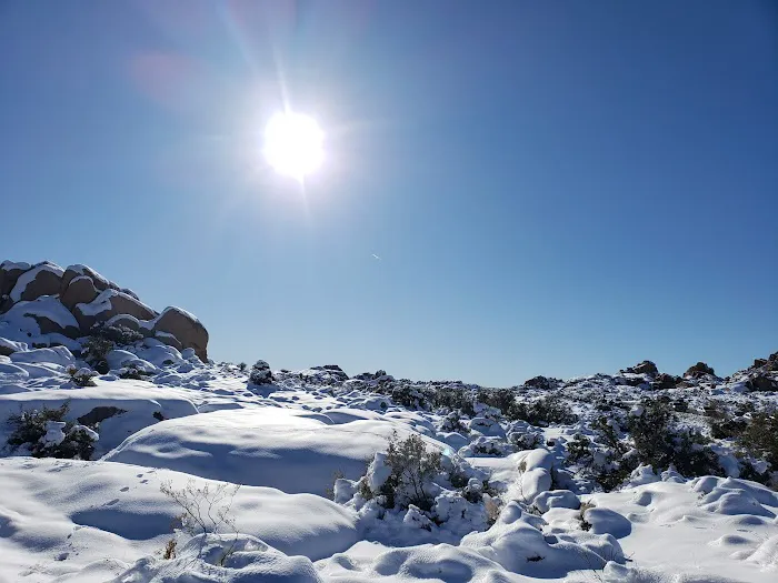 Jumbo Rocks Campground Picture 3