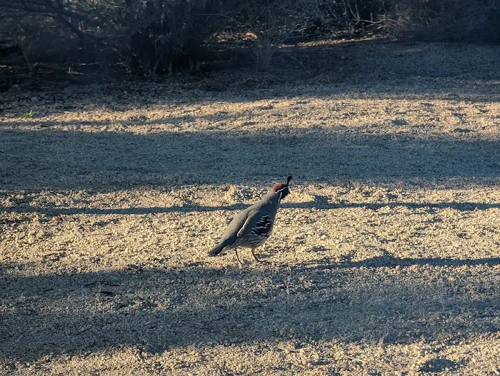 Jumbo Rocks Campground Picture 8