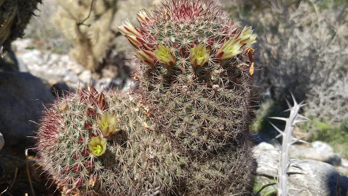Yaqui Wash Primitive Campground Picture 4