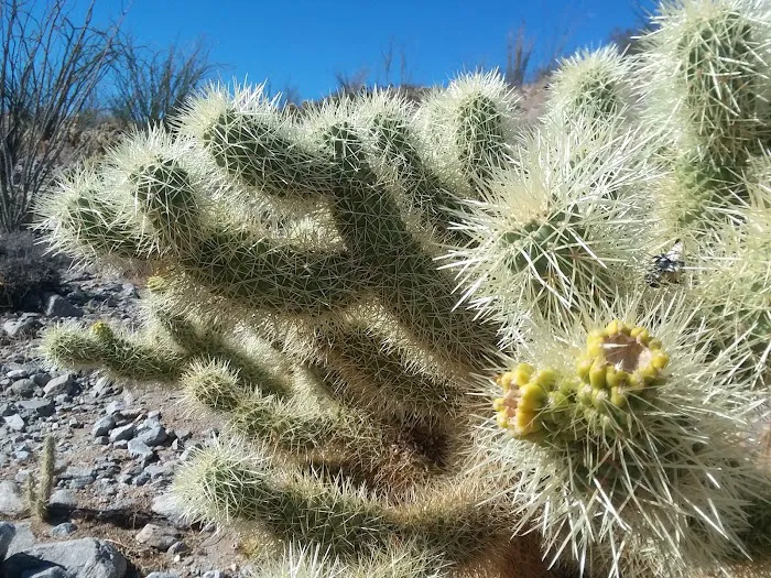 Yaqui Wash Primitive Campground Picture 10