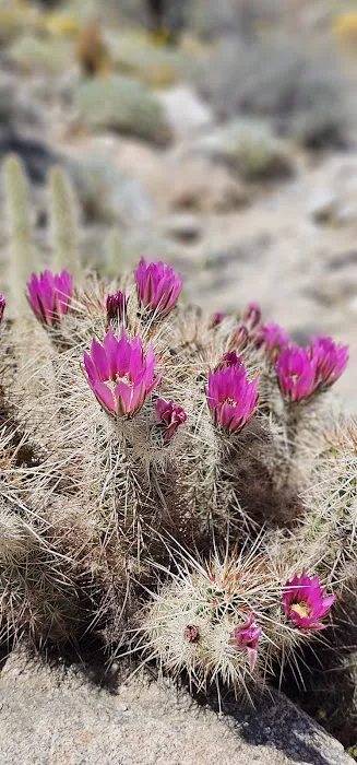 Tamarisk Grove Campground Picture 6