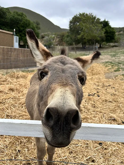 Banner Ranch Julian Picture 8