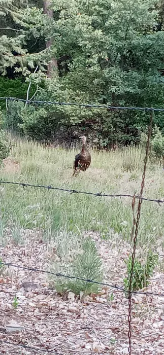 Pinezanita RV Park & Campgrounds Picture 6