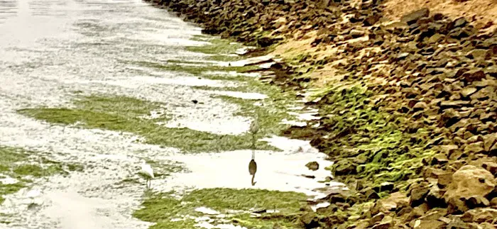 Paradise point beach Picture 3