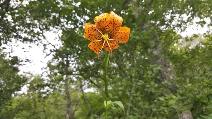 Half-Way Tree Inc Picture 5