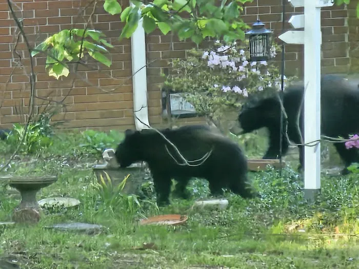 Oak Fern RV Park Picture 3