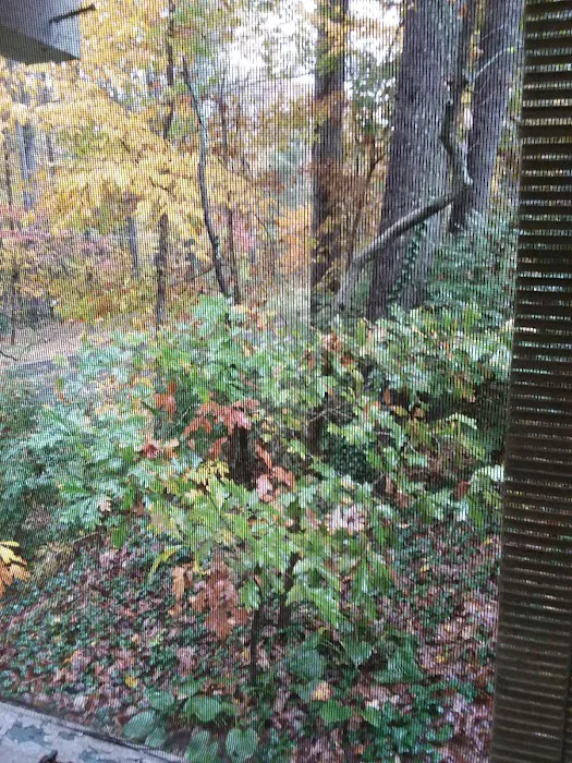 Big Oak Mobile Park Picture 4