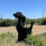 Paso Picacho Campground