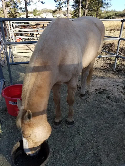 Los Vaqueros Group Horse Camp Picture 7
