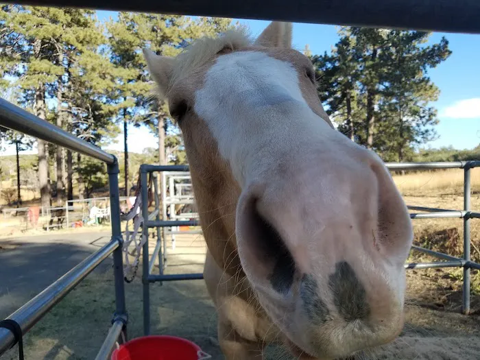 Los Vaqueros Group Horse Camp Picture 8