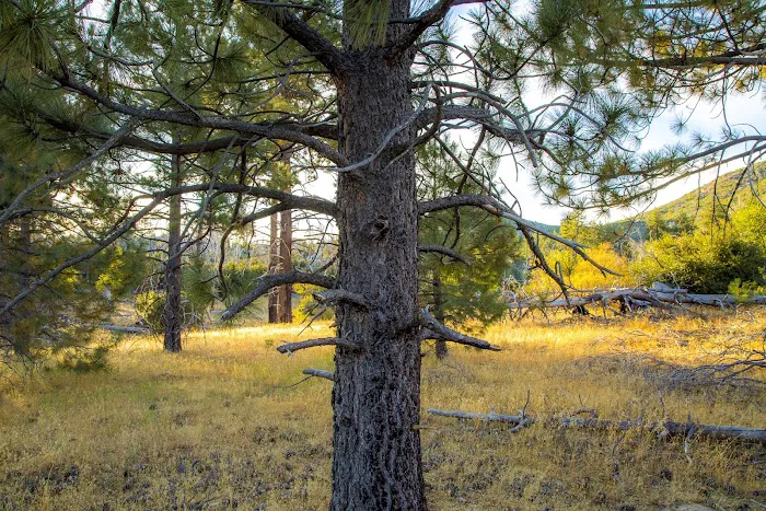 Los Vaqueros Group Horse Camp Picture 2