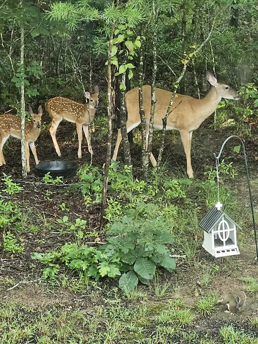 Turkey Trail RV Park Picture 7