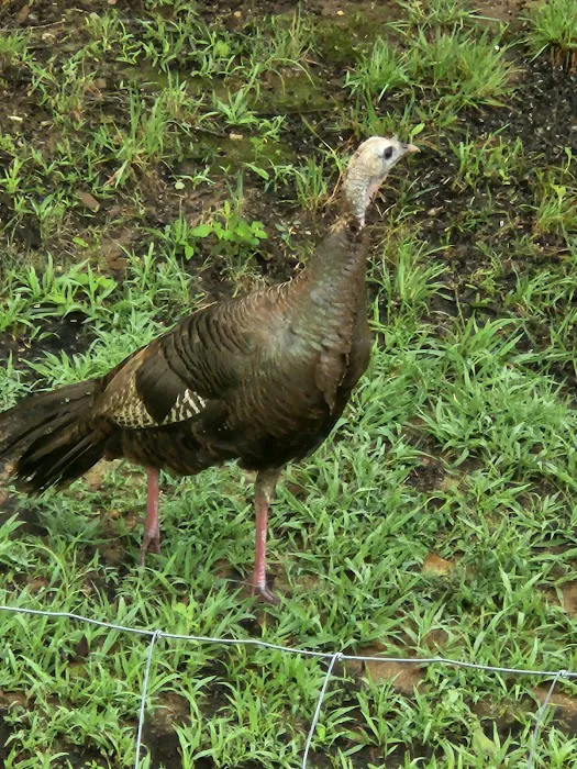 Turkey Trail RV Park Picture 6