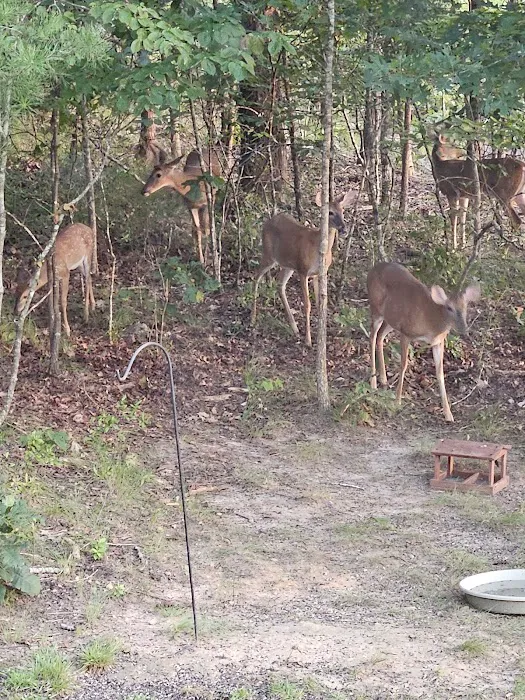 Turkey Trail RV Park Picture 4