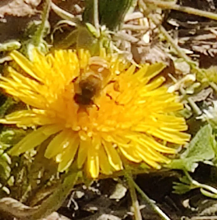 Pebble Springs 55+Manufactured Housing Community Picture 2