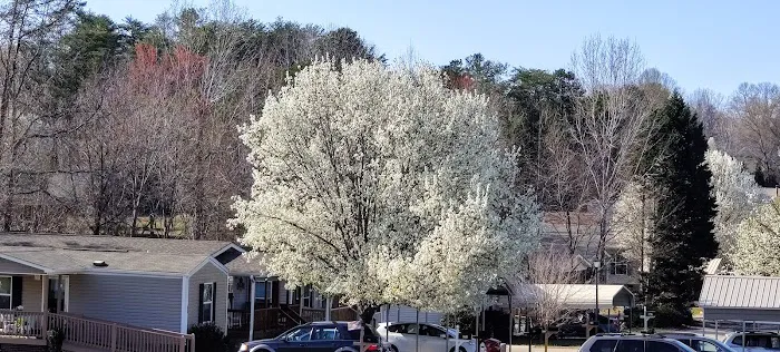 Pebble Springs 55+Manufactured Housing Community Picture 4