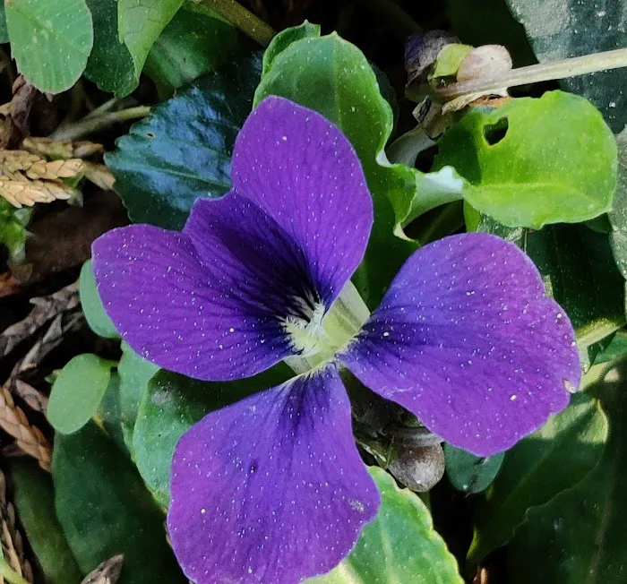 Pebble Springs 55+Manufactured Housing Community Picture 5