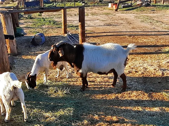 Rancho de Cumpas Picture 2