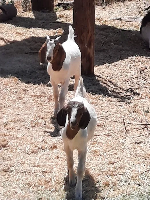 Rancho de Cumpas Picture 9