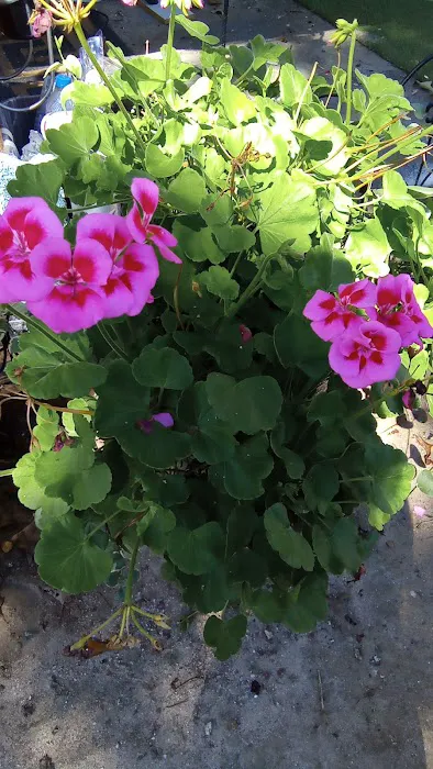 Rainbow RV Park Picture 5