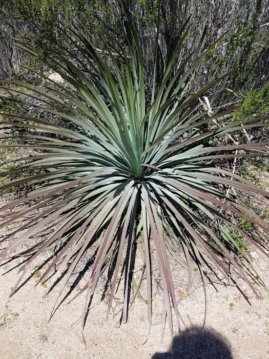 Potrero Campground Picture 10