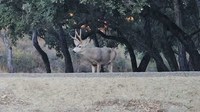 Lopez Lake Campground (entrance) Picture 5