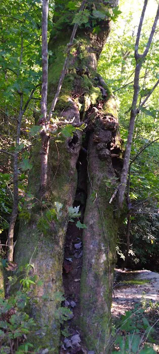 Ashley Creek RV Park Picture 2