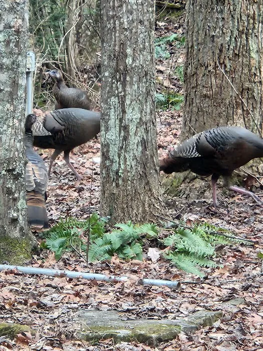 Ashley Creek RV Park Picture 9