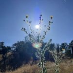 Santa Margarita Lake Recreation & Natural Area