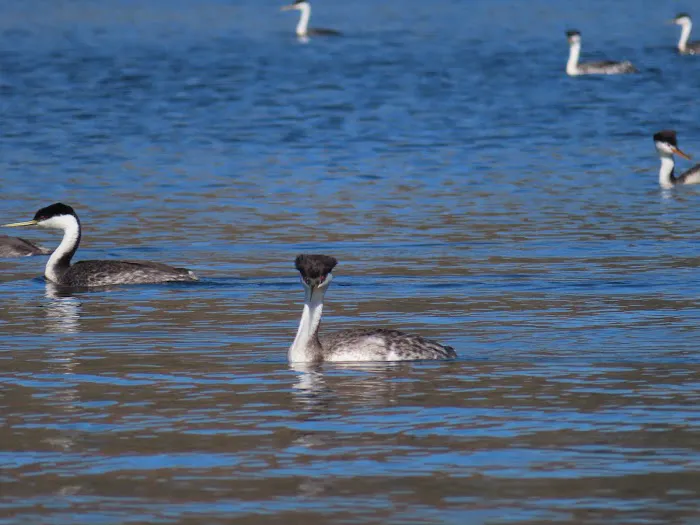 Santa Margarita Lake Recreation & Natural Area Picture 5