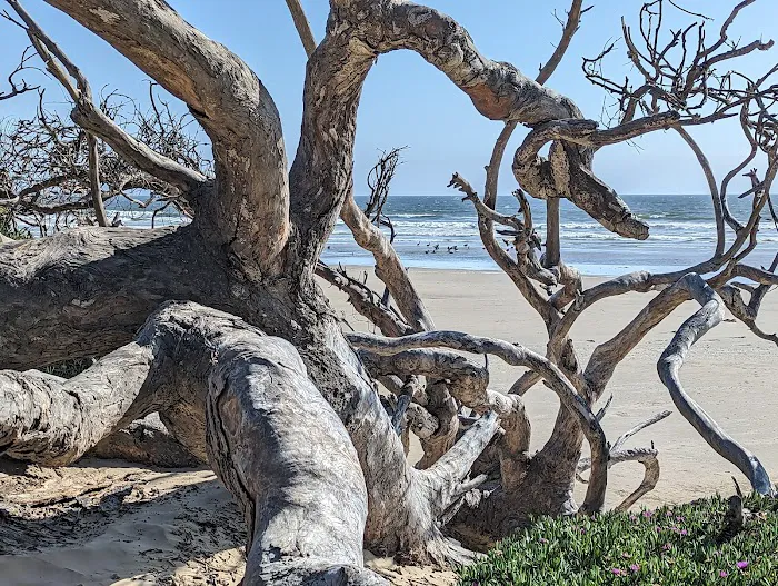 North Beach Campground Picture 9