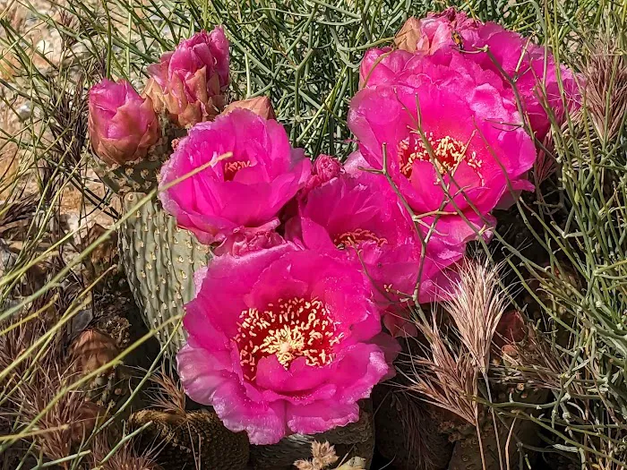 Sawtooth Canyon Campground Picture 1
