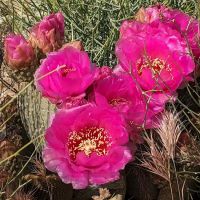 Sawtooth Canyon Campground ico