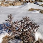 White Tank Campground