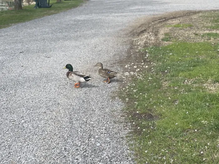 Around Pond RV Park Picture 5