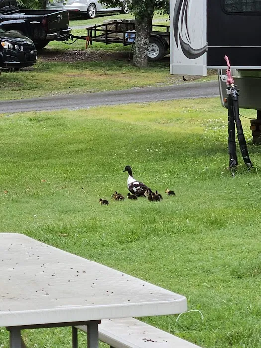 Around Pond RV Park Picture 8