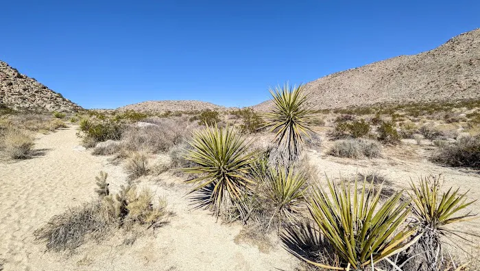 Blair Valley Campground Picture 6