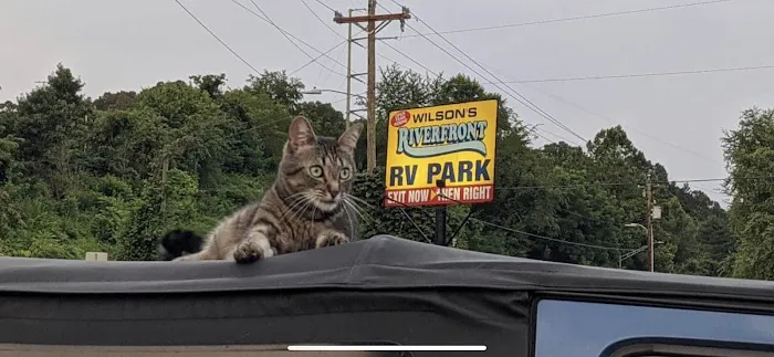 Wilson's Riverfront RV Park Picture 9