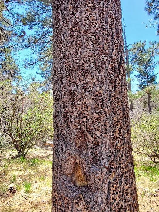 Laguna Campground Picture 4