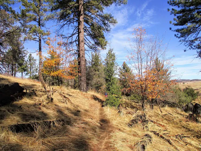 Laguna Campground Picture 10