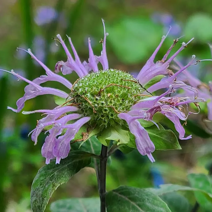 Clairmont Crest, A Family Friendly Community Picture 3