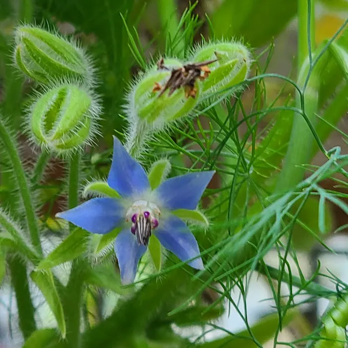 Clairmont Crest, A Family Friendly Community Picture 2