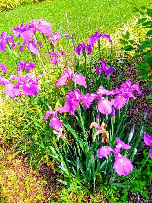 Maple Hills Residential Community Picture 6