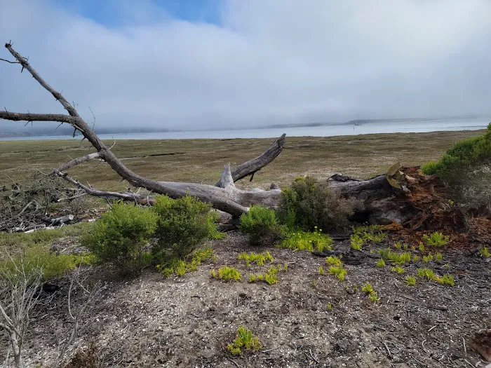 Morro Bay State Park Campground Picture 3