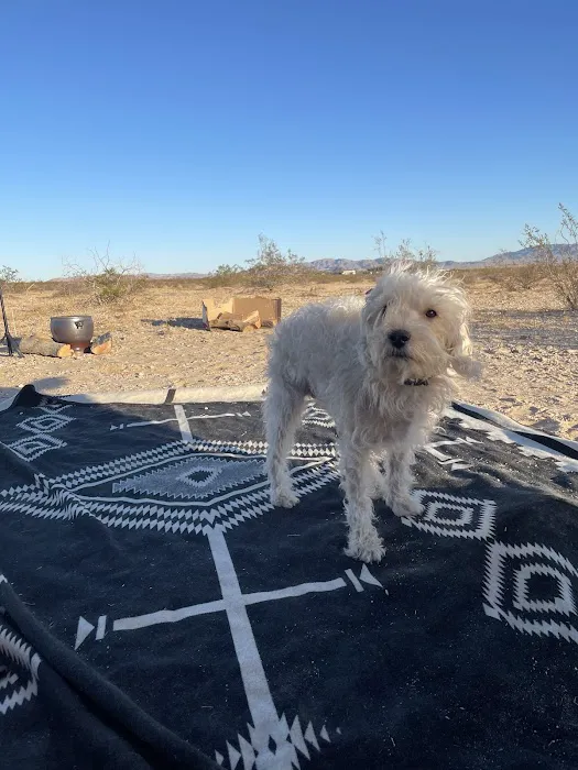 Wonder Valley USA Picture 10